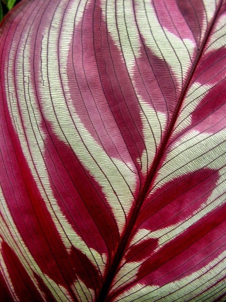 칼라데아 마코야나(Calathea makoyana), 공작초 : 네이버 블로그
