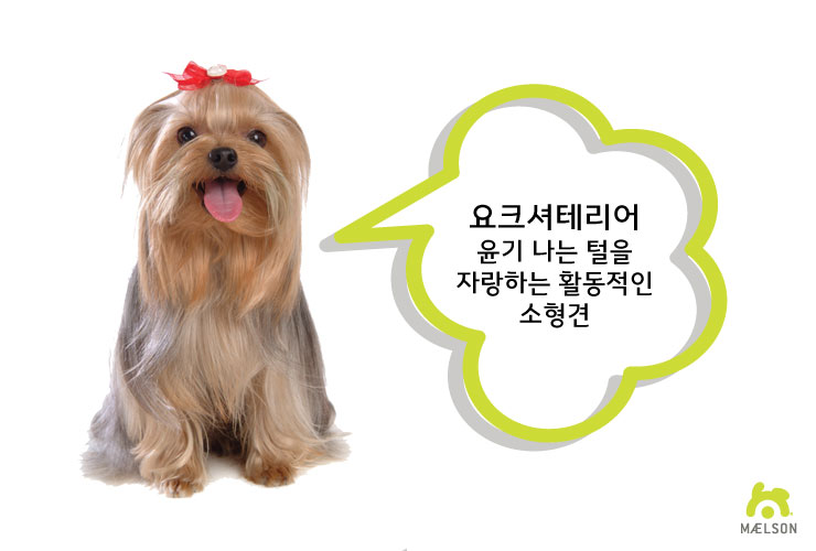 [강아지 종류] 견종별 특징과 성격 - 소형견 1 : 네이버 블로그