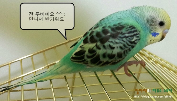 땀돌이의 새로운 가족이 생겼어요 - 잉꼬 앵무새 루비와 미니^^* : 네이버 블로그