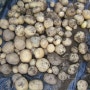 감자 재배 및 효능