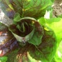 레드치커리 재배 및 효능
