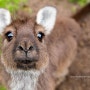 [호주여행] 와일드 호주 - photo by Julie Fletcher