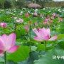 부여 서동 연꽃축제~ 천만송이 연꽃의 향연을 찾아서