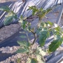 방울토마토 재배 및 효능