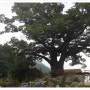 [정선][풍경][동강]가수8경 가수리마을 하늘을 덮는 느티나무