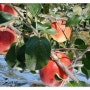 8월 22일 수확예정인 화신농원의 사과