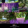 [성주 성밖숲, 성주 가볼만한곳, 성주 맥문동] - 수령 300년 이상의 왕버들나무와 보랏빛 맥문동의 아름다운 하모니.