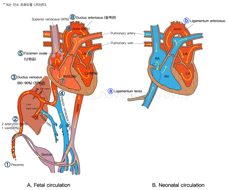 [아동] fetal circulation, neonatal circulation, 태아순환, 신생아순환, 난원공, 동맥관