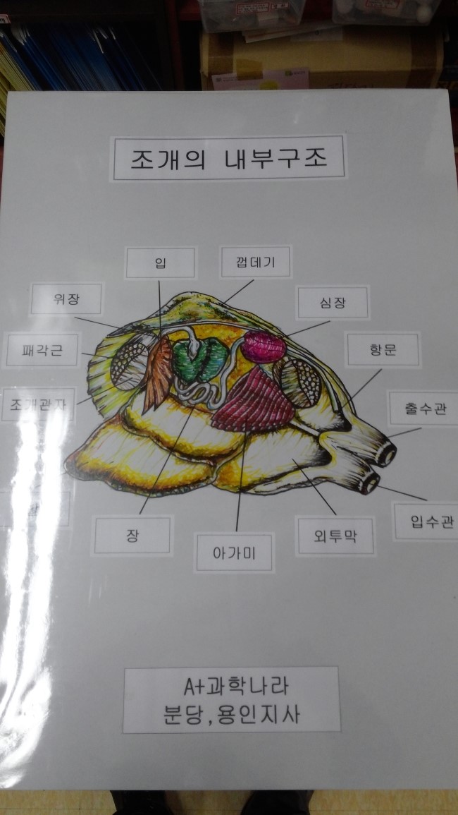 대합 해부하기 : 네이버 블로그