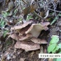 능이버섯가격-능이버섯채취시기전에 능이버섯 예약받습니다. (판매종료)
