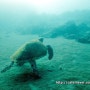 [스쿠버 다이빙 - 동영상]바다 거북이 응가하는 모습..