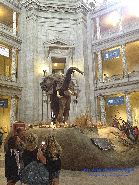 스미소니언 자연사 박물관 / National Museum of Natural History in DC : 네이버 블로그