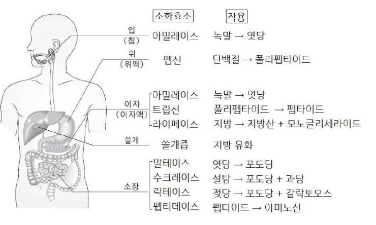 소화효소의작용 그림으로 자세하게 알아보자 : 네이버 블로그