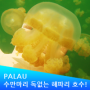 팔라우 여행 :: 해파리 호수(Jellyfish Lake) 젤리피쉬 레이크!