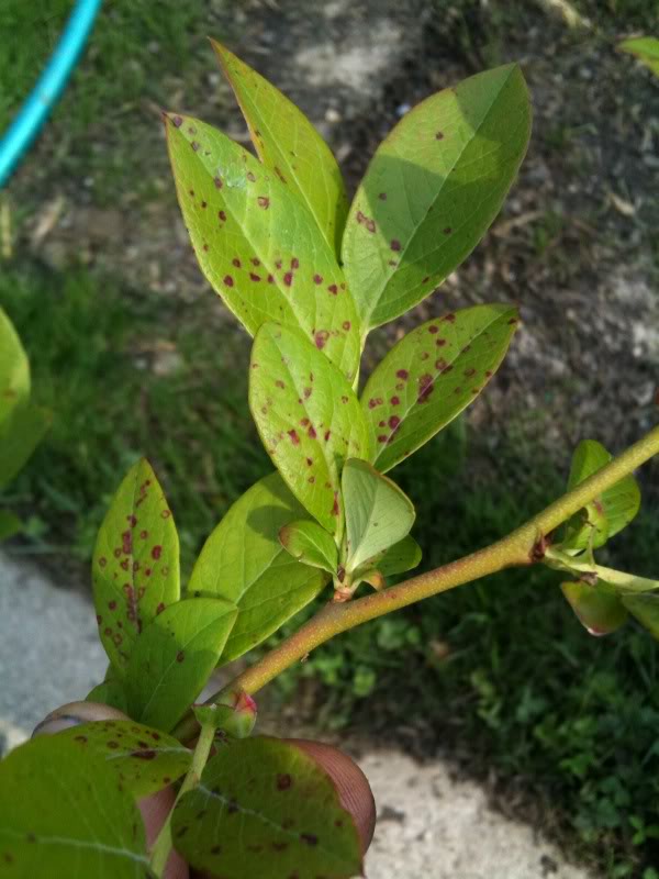 블루베리붉은반점바이러스(Blueberry red ringspot virus) : 네이버 블로그