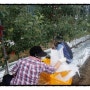 지난 수요일 사과나무 수확 오전작업.
