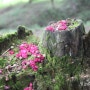 배롱꽃으로 뒤덮인 담양 명옥헌 원림 산책