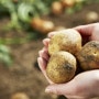 강원도음식을 소개하는 시간 감자로 만드는 건강한 먹거리 '감자옹심이'