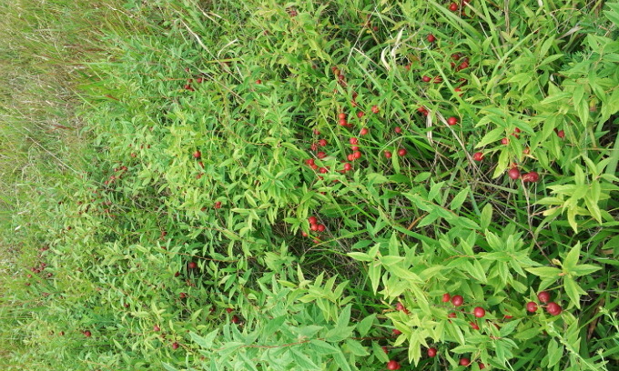 양이스라지,벚나무후밀리스Prunus humilis Bge 郁李仁 ,칼슘나무.백두산식물 : 네이버 블로그