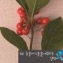 빨간열매가 예쁜 공기정화식물 천냥금(자금우)