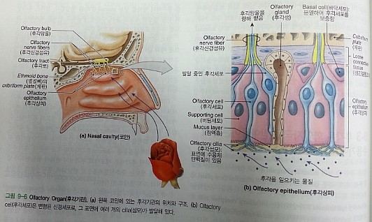 후각 수용기 : 취기재와 탐지 역치 -2014년 9월3일 평가원 국어(A형) 지문 : 네이버 블로그