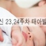 임신 23,24주차 태아발달