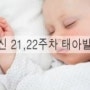 임신 21,22주차 태아발달