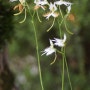 해오라비난초 [Binomial name: Habenaria radiata (Thunb.) Spreng. , Common name: White Egret Flower, Fringed Orchid or Sagiso, 이명: 해오래비난초] / 속씨식물문 외떡잎식물강 미종자목 난초과의 다년초
