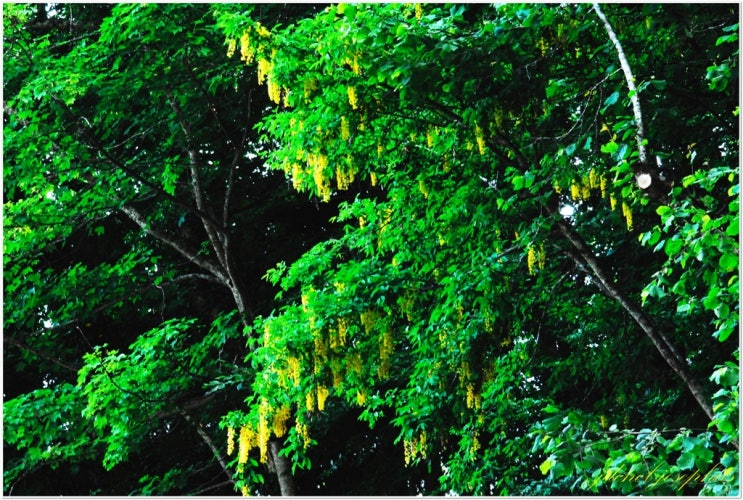 금사슬나무(Laburnum anagyroides Medik.) : 네이버 블로그
