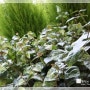 아침햇살에 눈부신 베란다 정원 모습. 아파트베란다꾸미기
