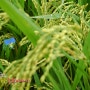 [친환경 쌀]친환경 논에 핀 꽃들