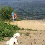 20140914 '한강에서 산책하는 강아지 엘우즈