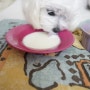 20140921 'ZEAL PET MILK(질 펫밀크) 강아지 우유 마시는 엘우즈