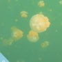[팔라우 여행] 팔라우 하이라이트! 눈이 내리는 수중세계, 환상적인 해파리 호수(Jellyfish Lake)