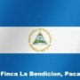 니카라과 - Finca La Bendicion, Pacamara