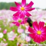 인천 드림파크 국화축제