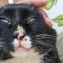 고양이 콧구멍릴레이 - 함백산 길냥이 부자와 함께