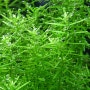 로탈라 그린 Rotala spec. Green