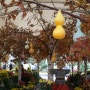 [서울대공원 테마가든] 단풍나무 밑에 조롱박이 주렁주렁, 가을나들이