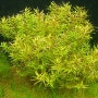 마크란도라 네로리프 Rotala macranda var.