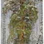 3200살된 나무 증명사진 찍어주기,3200 year-old tree to take ID photos,'The president'(캘리포니아자이언트세콰이어국립공원,Kings Canyon National Park)