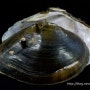 Elliptio spinosa - Altamaha Spiny Mussel