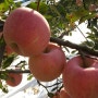 사과효능/사과파는곳/맛있는 사과