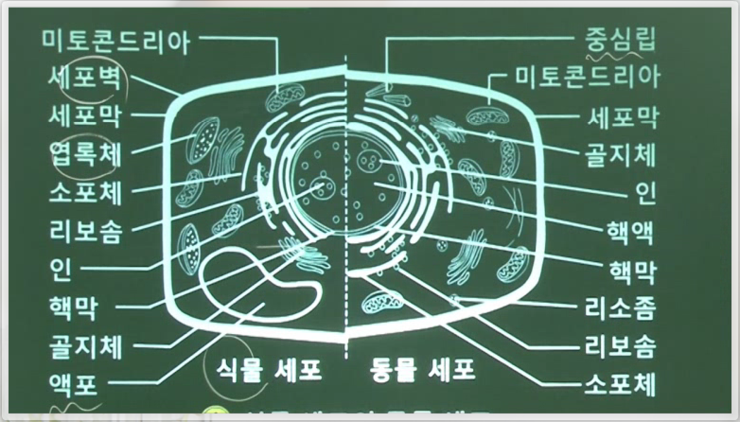 3. 세포의 구조와 생물체의 구성단계- 세포의 구조, 생명체의 구성 체제 : 네이버 블로그