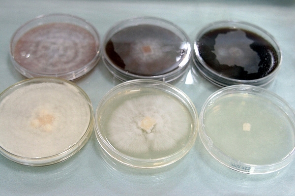 고체배지, 곡립배지 : 네이버 블로그