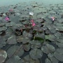시흥 연꽃테마파크