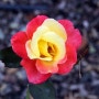 삼척 로즈가든(Rose Garden)