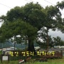 [천연기념물 제319호] 함안 영동리 회화나무(咸安 榮東里 회화나무)