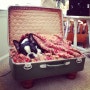 [빈티지 DIY 리폼] 빈티지 여행 가방 & 트렁크를 이용해 반려 동물 침대 만들기 도전하자.