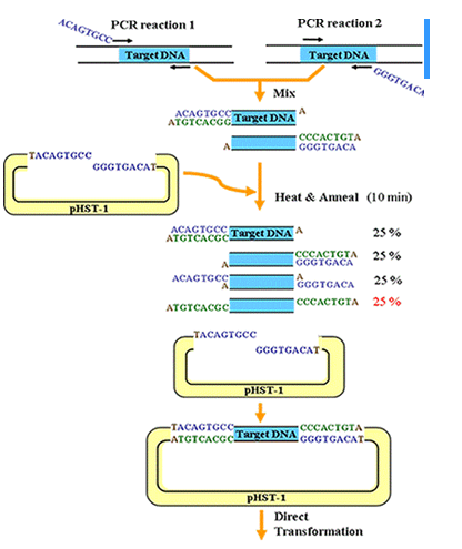 [More efficient & fast cloning of PCR products] DynaExpress Hetero ...